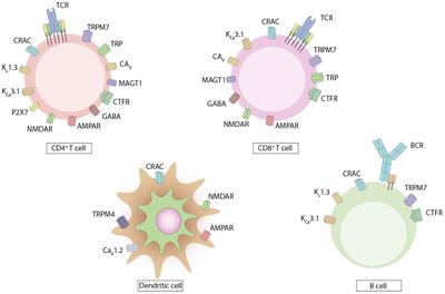 Modulation of Adaptive Immunity and Viral Infections by Ion Channels